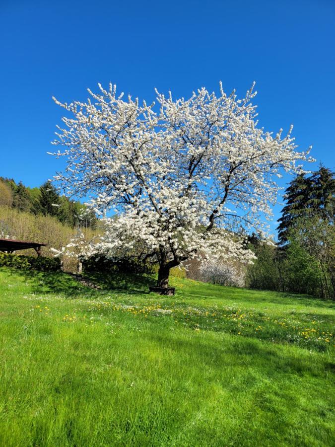 Blue Pension Svoboda nad Úpou Dış mekan fotoğraf